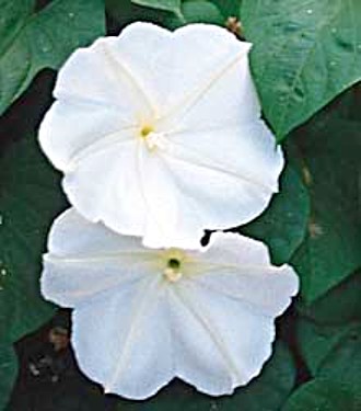 Pictures of Giant White Moonflower 20 Seeds/Seed Ipomoea alba SALE* Photos of Giant White Moonflower 20 Seeds/Seed Ipomoea alba SALE*