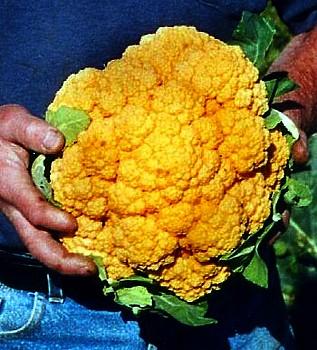 Orange Cheddar Cauliflower 35 Seeds - Unique - Veggie