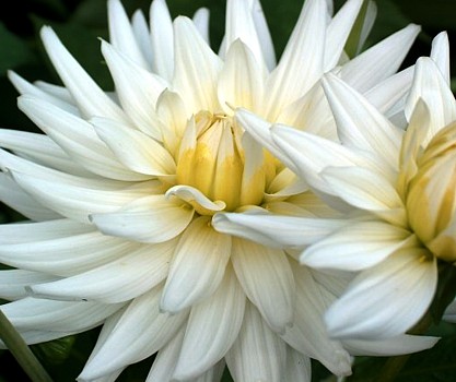 Photos of My Love Cactus Dahlia Tuber