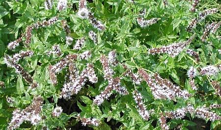 Spearmint Herb 25 Plants - Good Scents - Mentha Spicata
