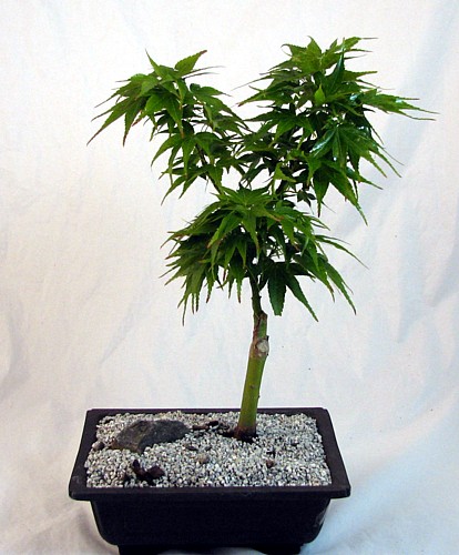 mikawa yatsubusa bonsai