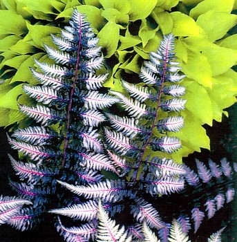 Photos of Ursulas Red Japanese Painted Fern - Athyrium