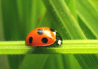 Without Lens