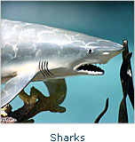 Sharks