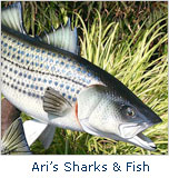 Ari's Shark & Fish