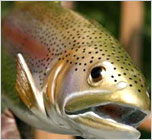 Freshwater Fish