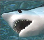 Sharks