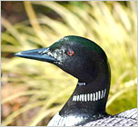 Birds, Ducks and loons