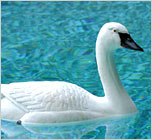 Pond Floaters