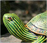 Turtles and Frogs