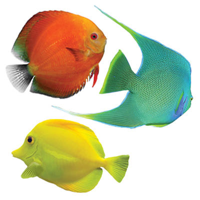 Tropical FISH  coral reef non slip TUB appliques TREADS