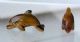 Dophin Gem Stone Beads