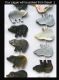 Black Shell Mussel Pigs