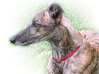 Meet our Greyhound Matthew