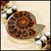 Fossil Bracelets