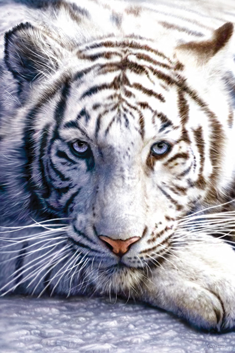 http://images.channeladvisor.com/Sell/SSProfiles/72000188/Images/9/PP30282-White-Tiger-.jpg