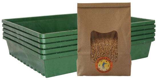 Wheatgrass Growing Kit