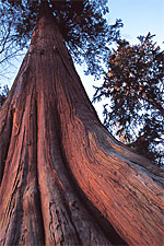 cedar
