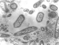 microorganisms
