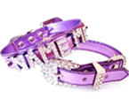 Collars & Leashes