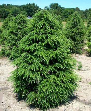 Canadian Hemlock Tsuga Shrub Tree Bonsai