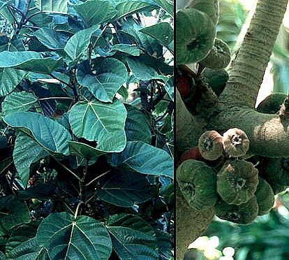Elephant Ear Fig Tree 10 Seeds Ficus Auriculata