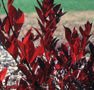 Little Henry Sweetspire   Itea   Flowering Shrub