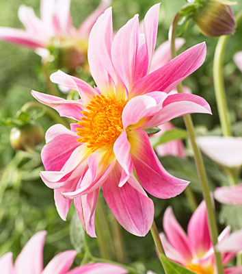 Mystic Beauty Specialty Dahlia 1 Tubers