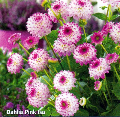 Pink Isa Decorative Dahlia Tuber   White with Pink Tips  