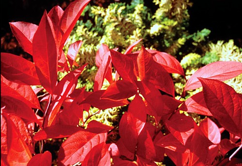 Scarlet Beauty Sweetspire   Itea   Very Fragrant  Hardy  