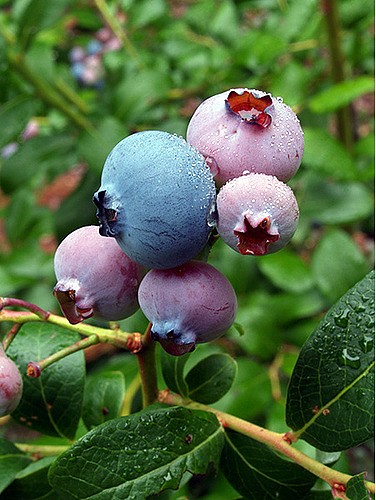Southern Belle Blueberry Plant - Loves Hot Weather | eBay